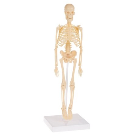 Toy Time Human Skeleton Model Kit for Kids with 13.25" Skeletal Model with Realistic Bones and Movement 950615QUK